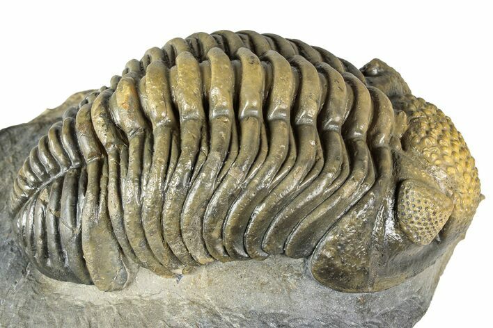 Large, Multi-Toned Pedinopariops Trilobite - Mrakib, Morocco #357348